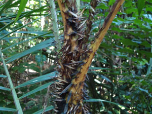 Vivid types of plants at UdawattaKele fotest-Calamus thwaitesii